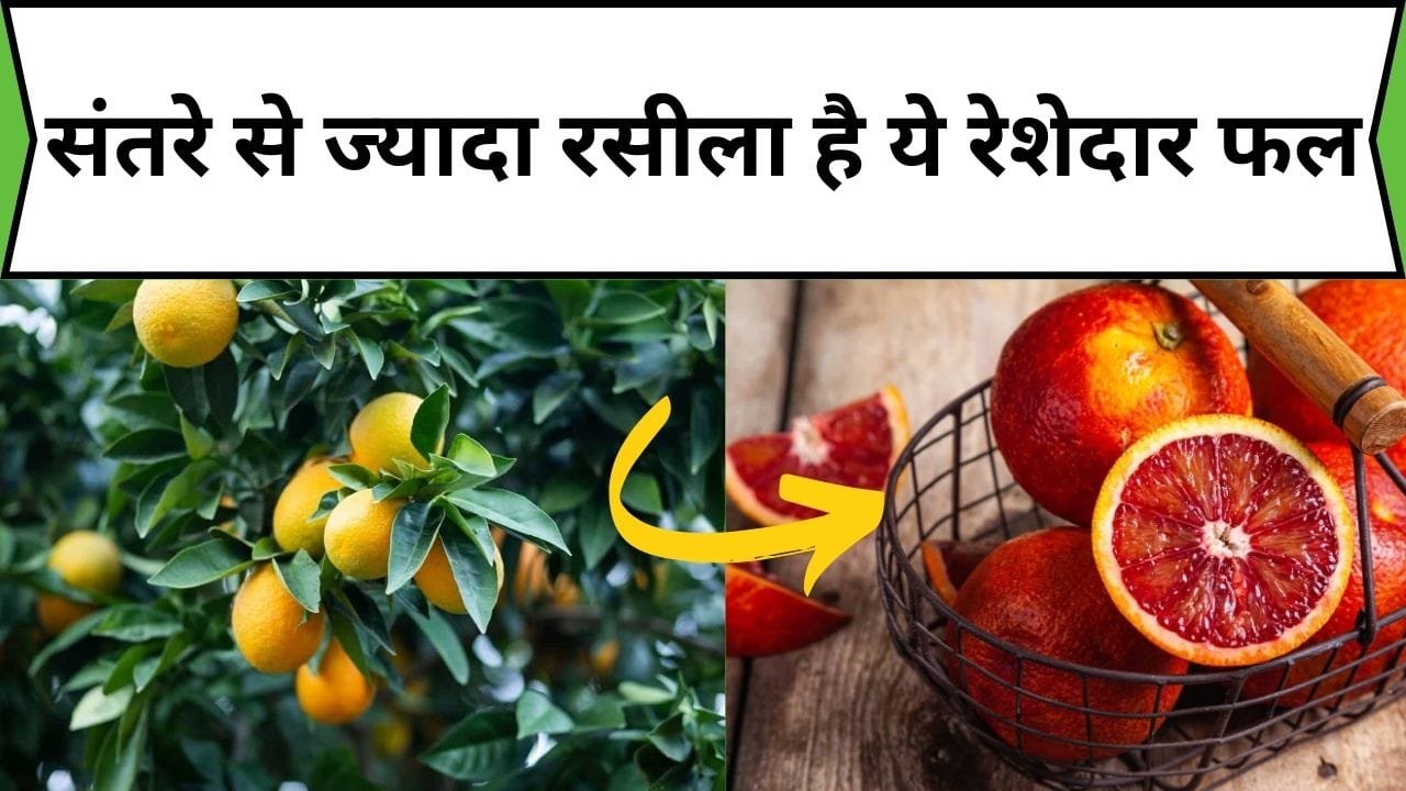 संतरे से ज्यादा रसीला है ये रेशेदार फल, बदलते मौसम में वायरल बिमारियों को करता है छूमंतर, जाने नाम और काम