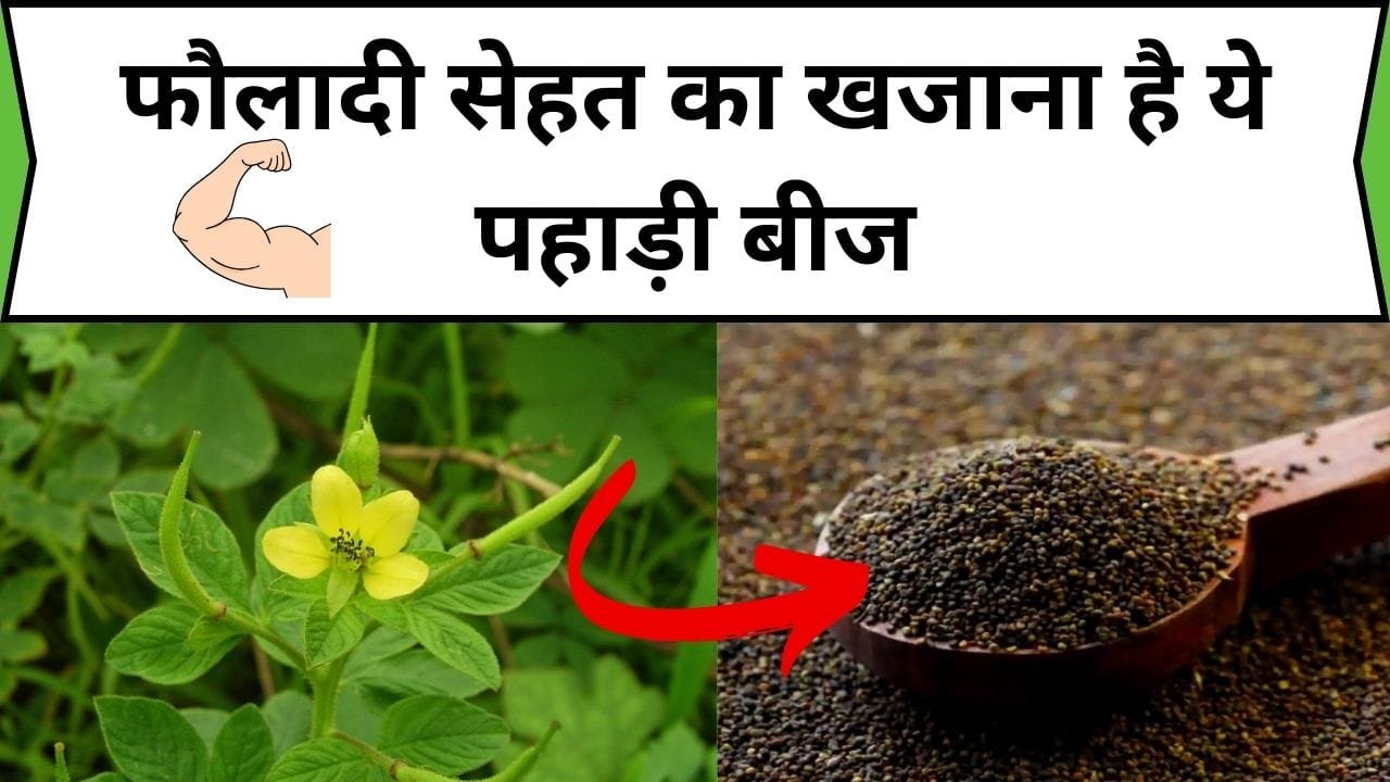 फौलादी सेहत का खजाना है ये पहाड़ी बीज, फायदे जान खुद को रोक नहीं पाओगे, डाइट में शामिल करने से सेहत में दिखेंगे फायदे, जाने नाम