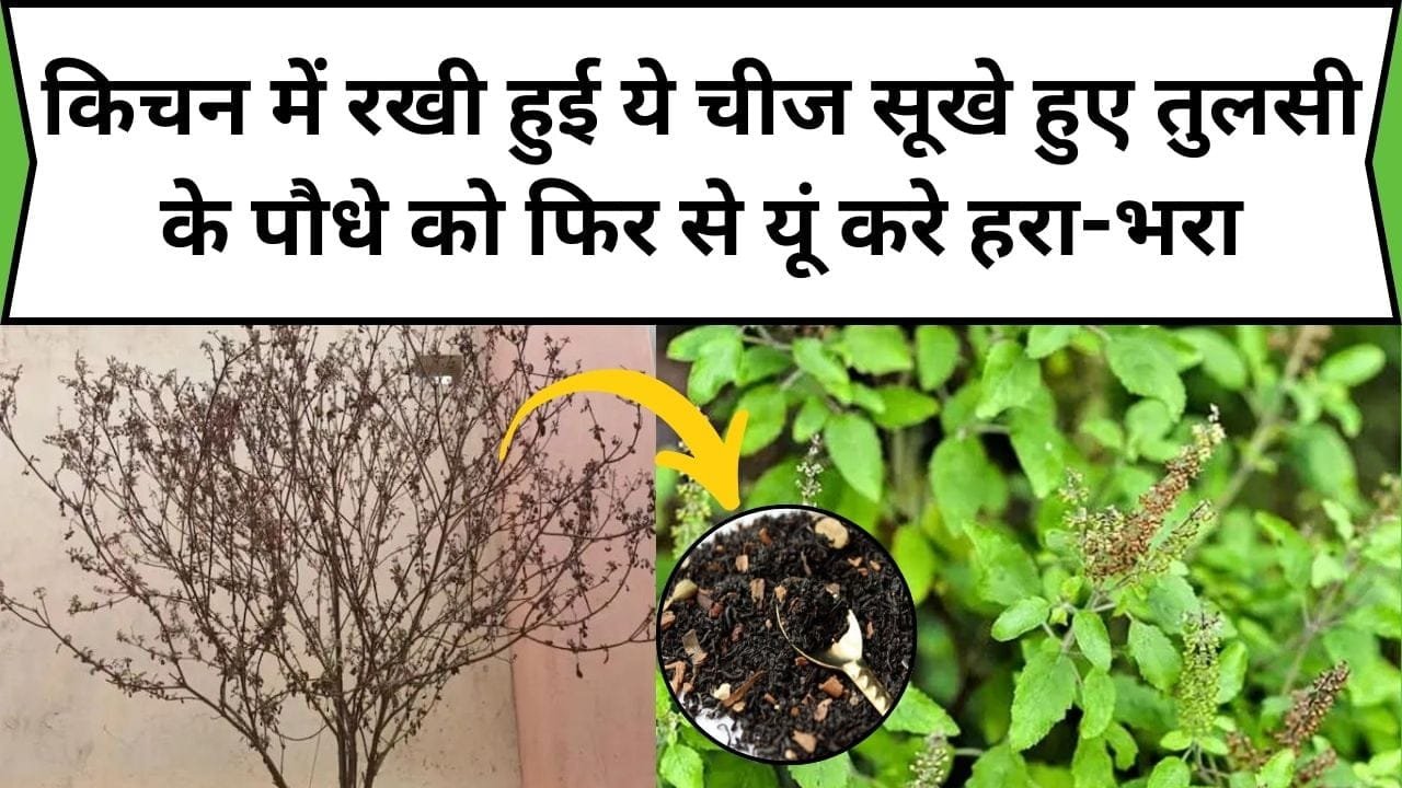 किचन में रखी हुई ये चीज सूखे हुए तुलसी के पौधे को फिर से यूं करे हरा-भरा, अनगिनत सैकड़ों पत्तियों से लद जाएगा पौधा, जाने नाम और काम