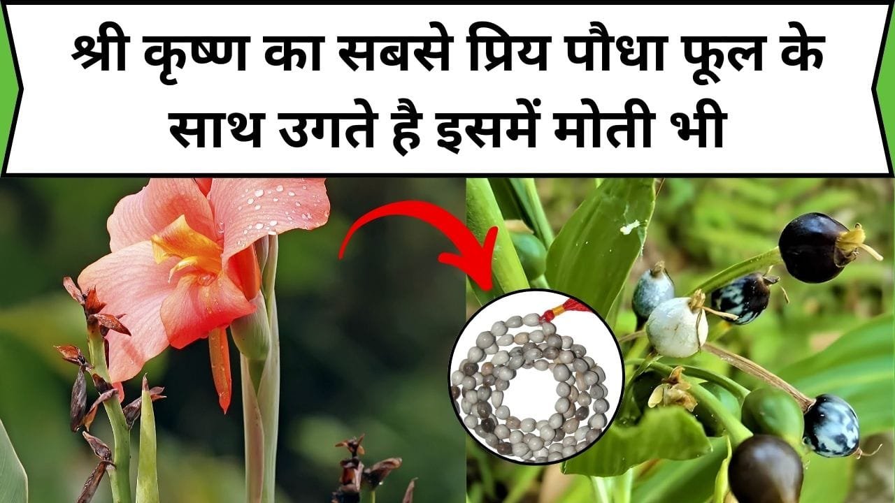 श्री कृष्ण का सबसे प्रिय पौधा, फूल के साथ उगते है इसमें मोती भी, इस तरीके से घर में लगाएं, जानिए पौधे का नाम