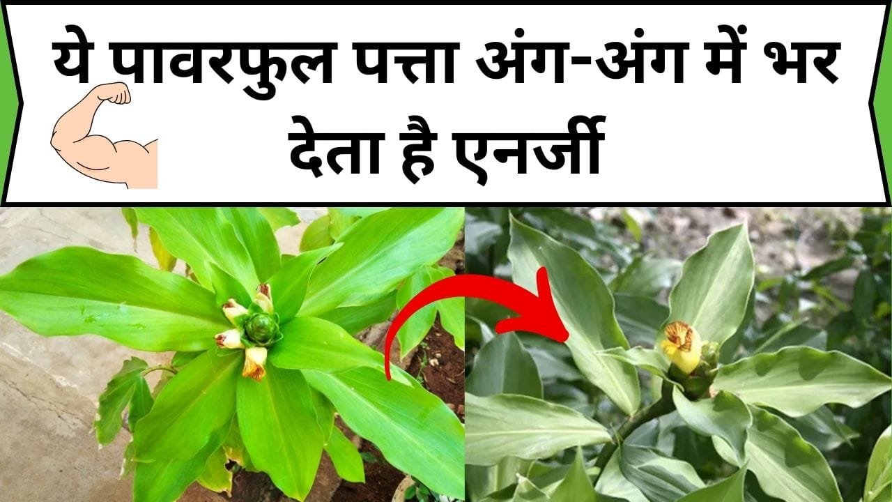 ये पावरफुल पत्ता अंग-अंग में भर देता है एनर्जी, सुबह खाली पेट चबाने से शरीर रहता है रोग मुक्त, जाने नाम और काम