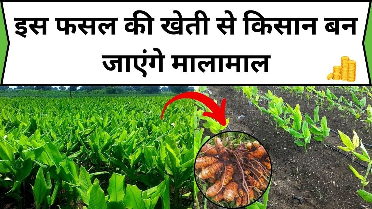 इस फसल की खेती से किसान बन जाएंगे मालामाल, बुवाई से खुदाई तक कम लागत में तगड़ा मुनाफा, जाने नाम और काम
