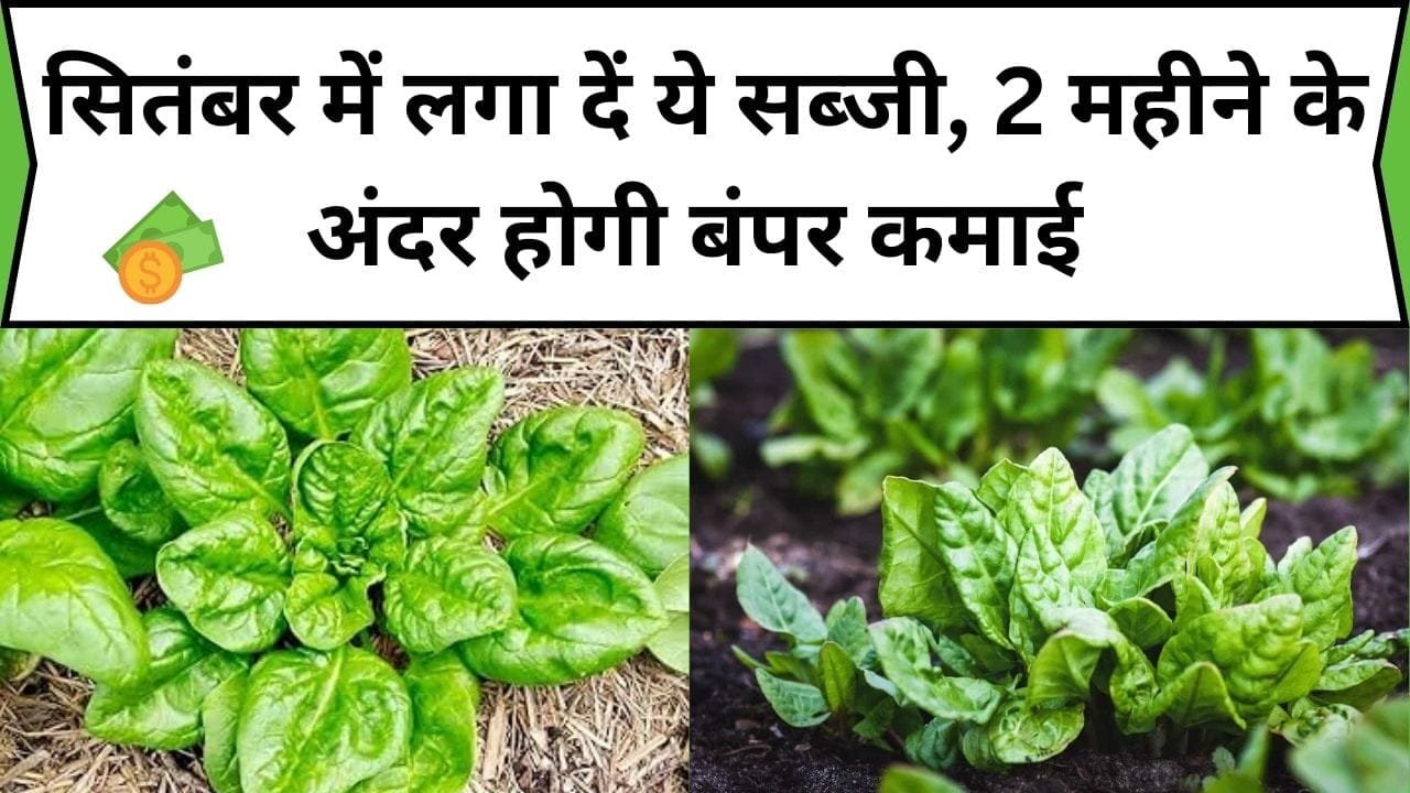 सितंबर में लगा दें ये सब्जी, 2 महीने के अंदर होगी बंपर कमाई और बन जाओगे मालामाल, जाने नाम और काम