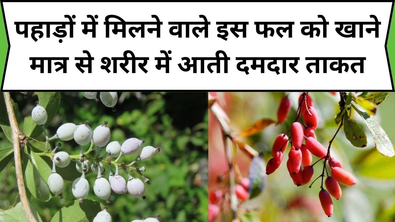 पहाड़ों में मिलने वाले इस फल को खाने मात्र से शरीर में आती दमदार ताकत, इसके फायदे देख हो जाओगे हैरान, जान नाम और काम