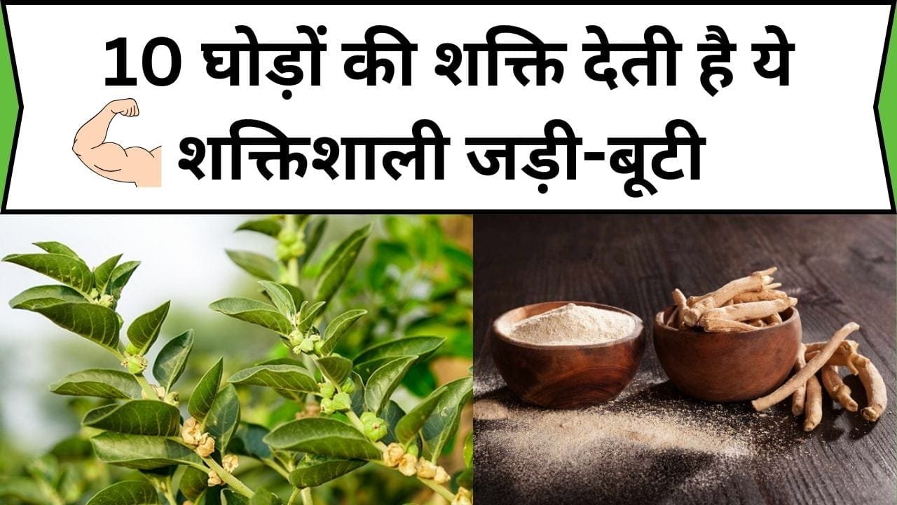10 घोड़ों की शक्ति देती है ये शक्तिशाली जड़ी-बूटी, अखरोट-बादाम भी फेल है इसके सामने, जाने नाम और काम