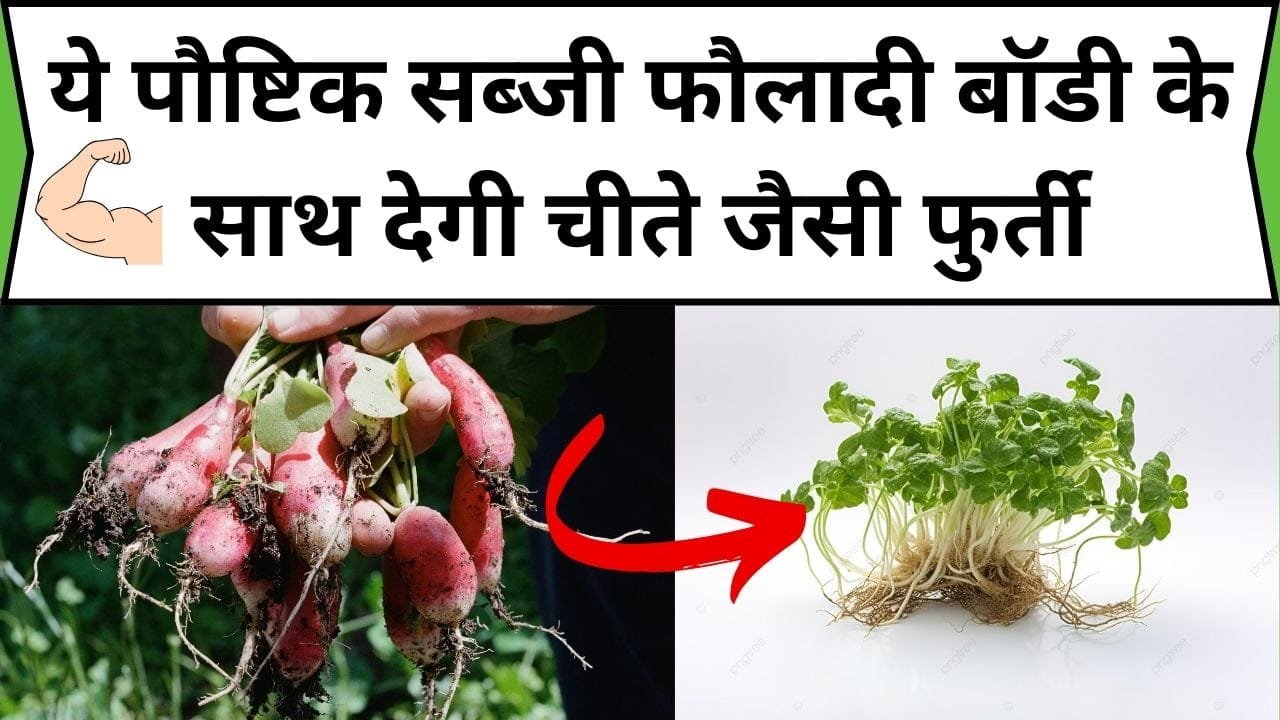 ये पौष्टिक सब्जी फौलादी बॉडी के साथ देगी चीते जैसी फुर्ती, डाइट में करे शामिल शरीर में दिखेंगे गजब के फायदे, जाने नाम और काम