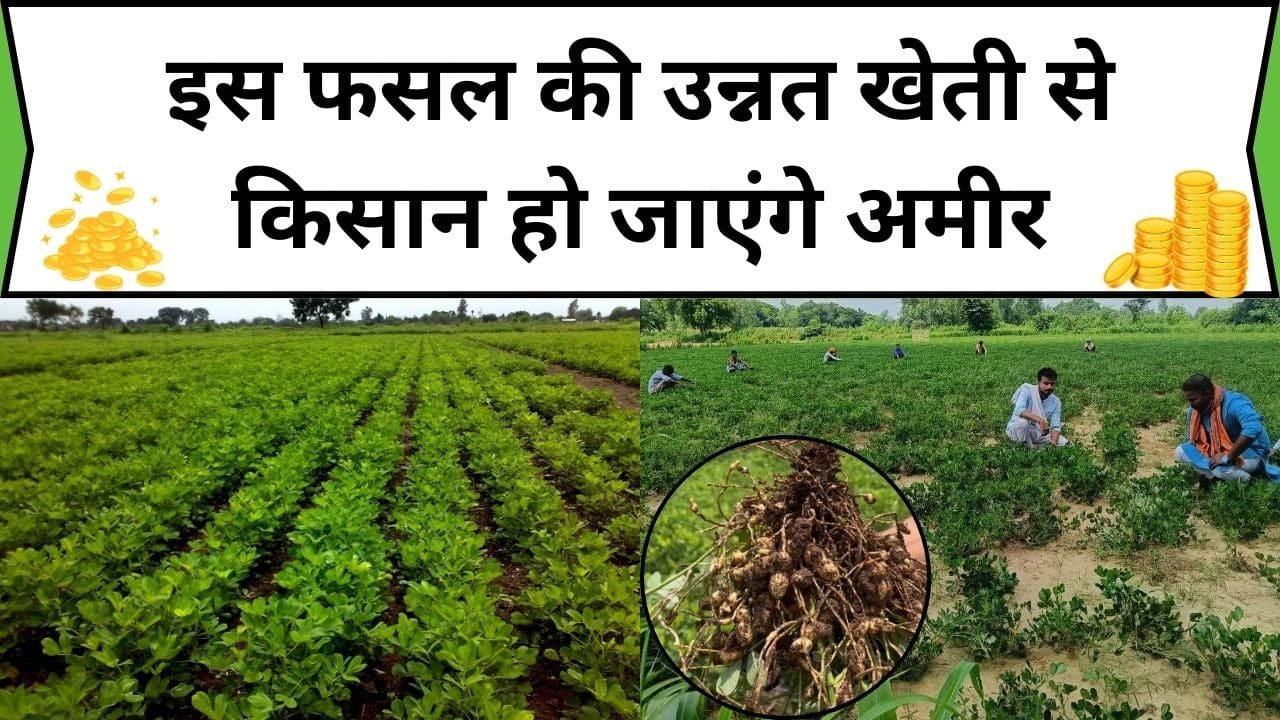 इस फसल की उन्नत खेती से किसान हो जाएंगे अमीर, कम लागत में होगा ताबड़तोड़ मुनाफा, जानिए कौन-सी फसल है