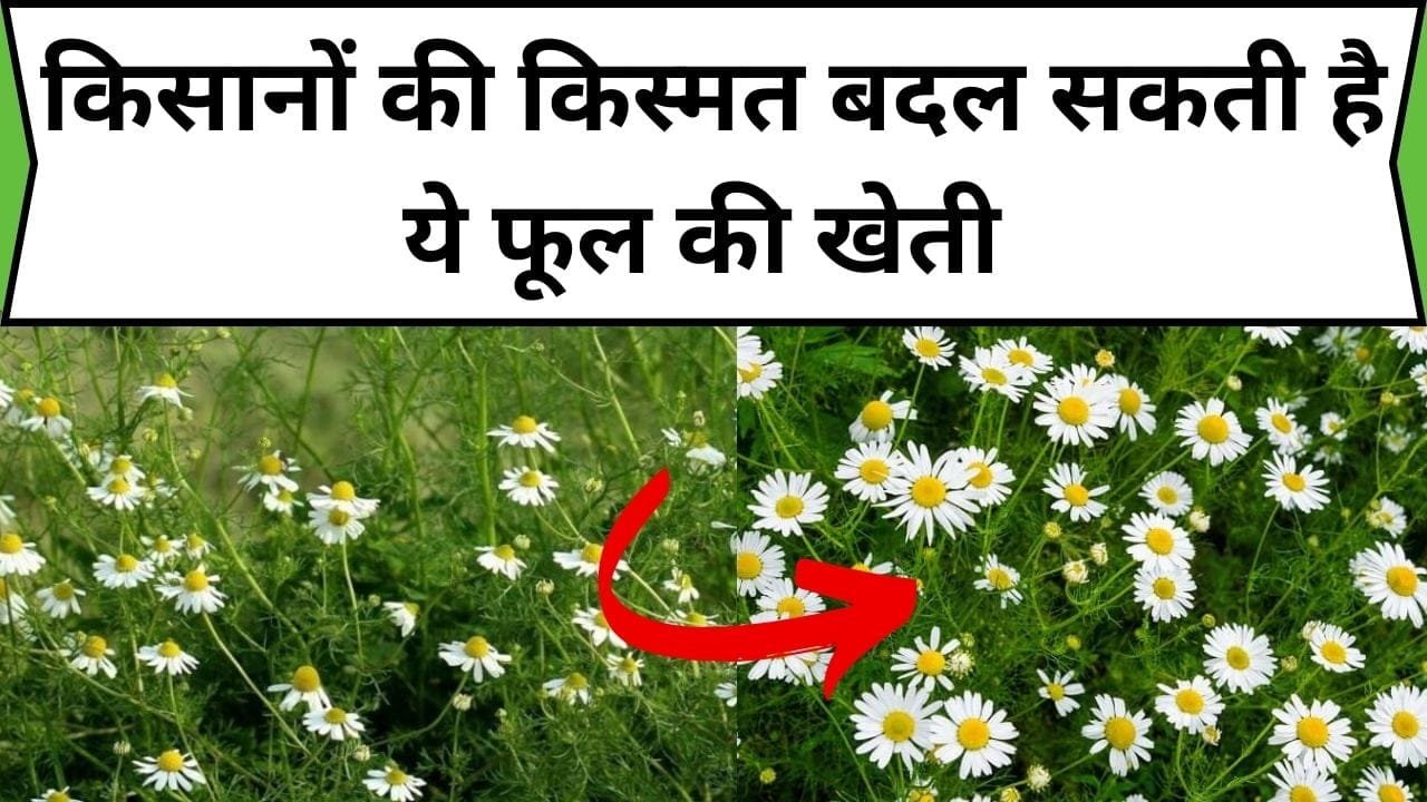 किसानों की किस्मत बदल सकती है ये फूल की खेती, लागत से 3 गुना ज्यादा तगड़ा मुनाफा देती है, जानिए फूल का नाम