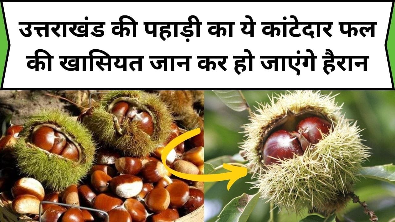 उत्तराखंड की पहाड़ी का ये कांटेदार फल की खासियत जान कर हो जाएंगे हैरान, इसमें औषधीय गुणों का भंडार है, जाने नाम और काम