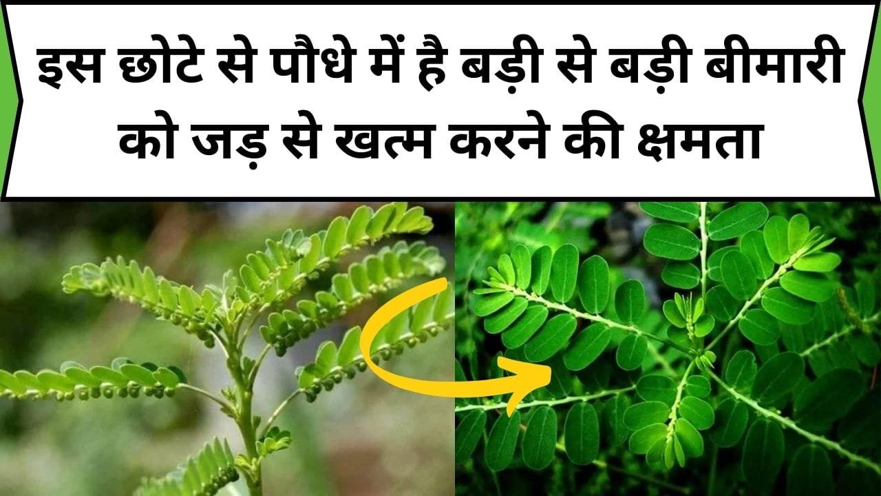 इस छोटे से पौधे में है बड़ी से बड़ी बीमारी को जड़ से खत्म करने की क्षमता, लिवर के लिए रामबाण, जाने नाम और काम