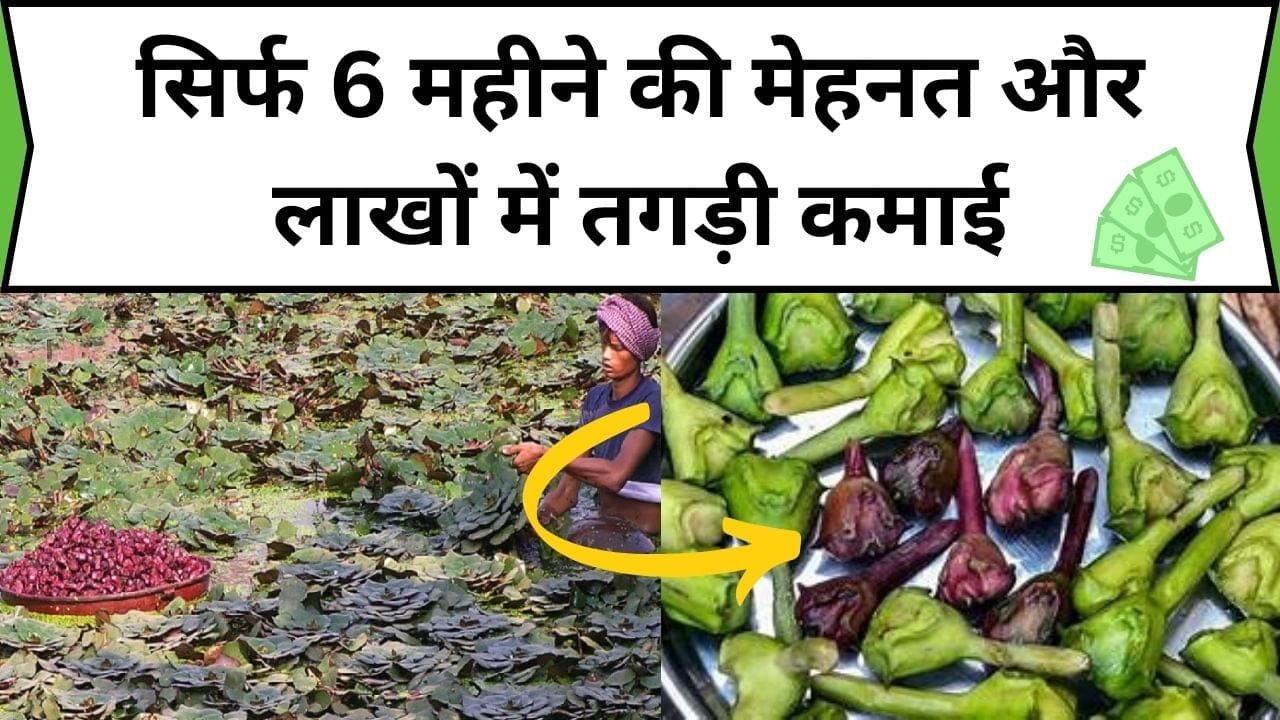 सिर्फ 6 महीने की मेहनत और लाखों में तगड़ी कमाई, इस फल खेती से मुनाफा हो जायेगा डबल-ट्रिपल, जाने इसकी खेती कैसे होती है