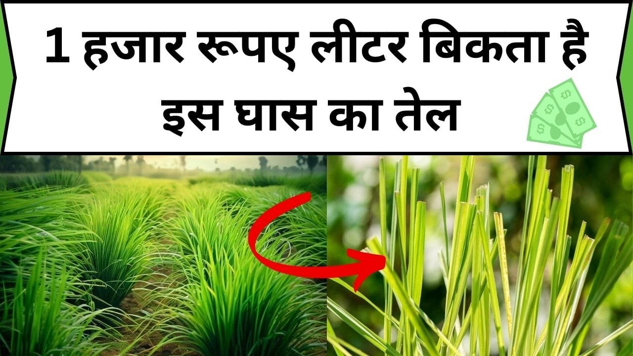 1 हजार रूपए लीटर बिकता है इस घास का तेल, खेती कर होगा बन जाएंगे लखपति, जानिए कौन-सी घास है