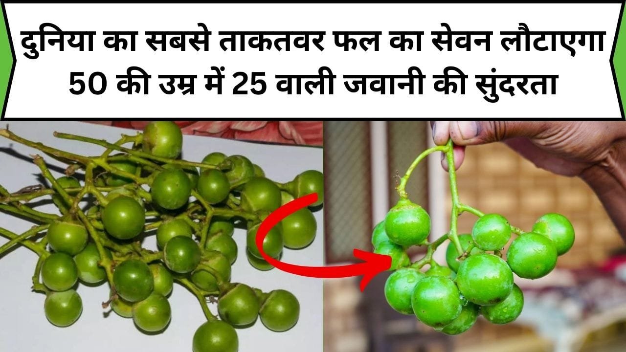 दुनिया का सबसे ताकतवर फल का सेवन लौटाएगा 50 की उम्र में 25 वाली जवानी की सुंदरता, साल में सिर्फ 2 महीने आता है नजर, जाने नाम और काम