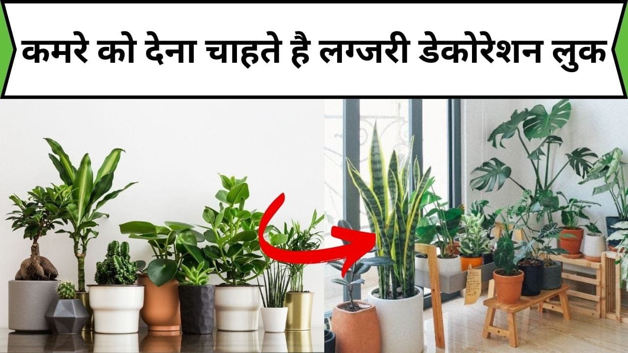 कमरे को देना चाहते है लग्जरी डेकोरेशन लुक, तो आज ही नर्सरी लाएं ये प्लांट घर का वातावरण भी होगा शुद्ध, जानिए प्लांट के नाम