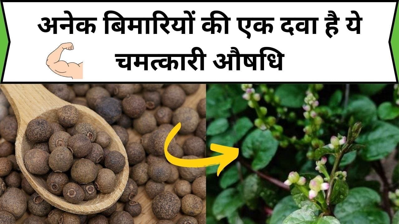 अनेक बिमारियों की एक दवा है ये चमत्कारी औषधि, संजीवनी बूटी से कम नहीं इसके तत्वों के गुण, जाने नाम और काम