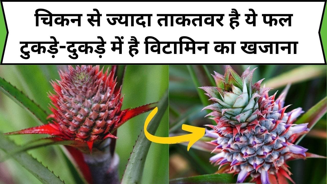 चिकन से ज्यादा ताकतवर है ये फल, टुकड़े-दुकड़े में है विटामिन का खजाना खाते ही शरीर में आती है डबल पावर, जाने नाम और काम