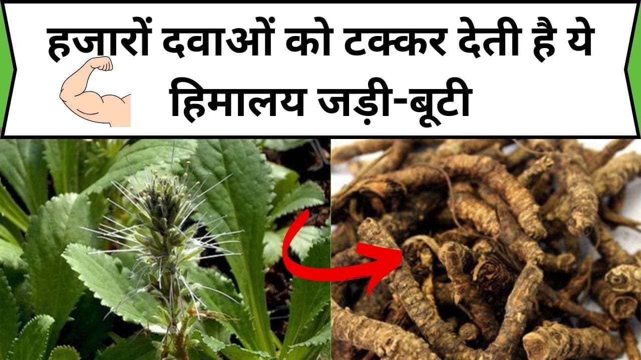 हजारों दवाओं को टक्कर देती है ये हिमालय जड़ी-बूटी, चौंकाने वाले फायदे जान हो जाओगे हैरान, जाने नाम और काम