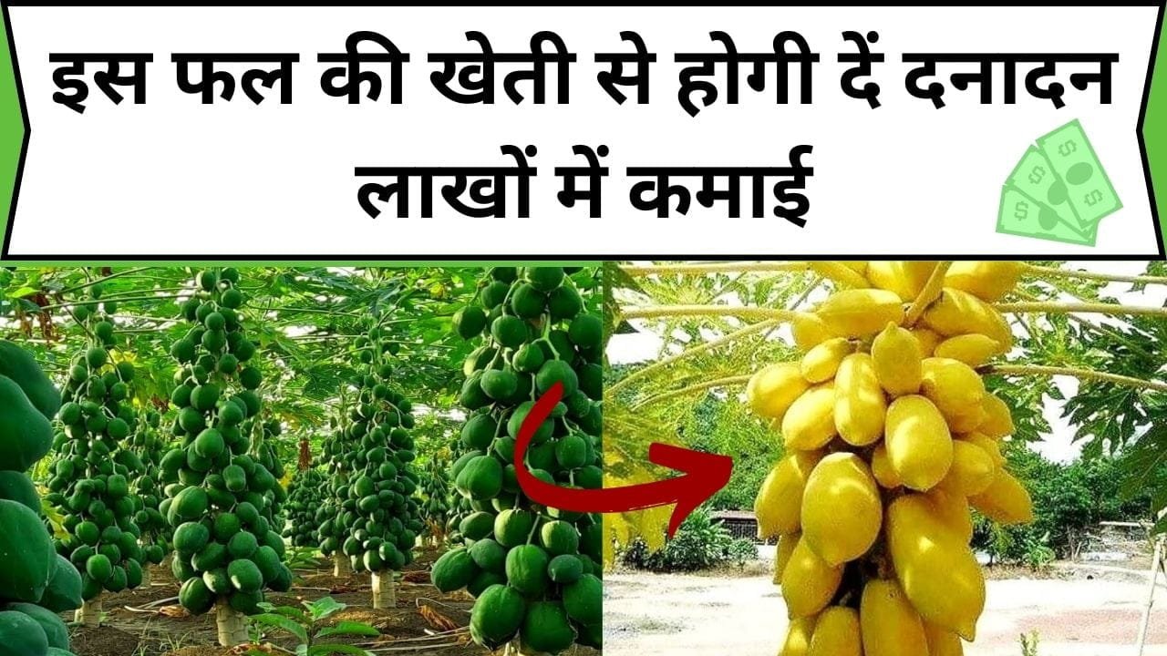 इस फल की खेती से होगी दें दनादन लाखों में कमाई, एक एकड़ में खेती कर बन जाएंगे मालामाल, जाने फल का नाम