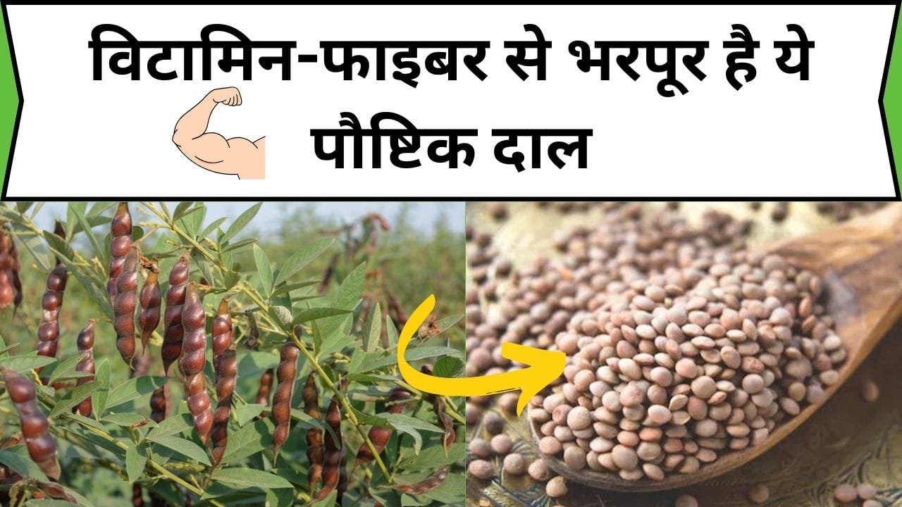 विटामिन-फाइबर से भरपूर है ये पौष्टिक दाल, स्वाद के साथ सेहत का भी रखती है ख्याल, जानिए नाम और फायदे