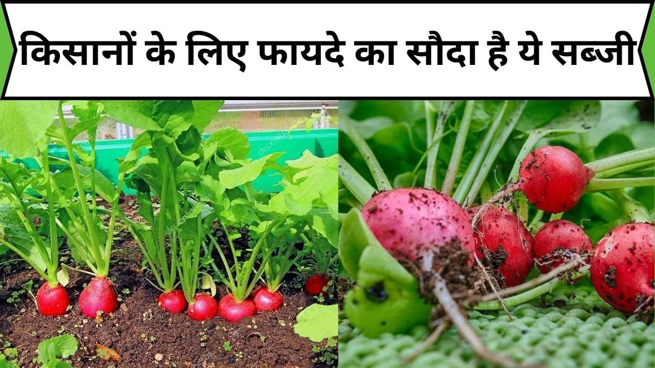 किसानों के लिए फायदे का सौदा है ये सब्जी, साल में सिर्फ 3 महीने नजर आती और कई गुना फायदा करा कर जाती है, जाने कौन-सी सब्जी है