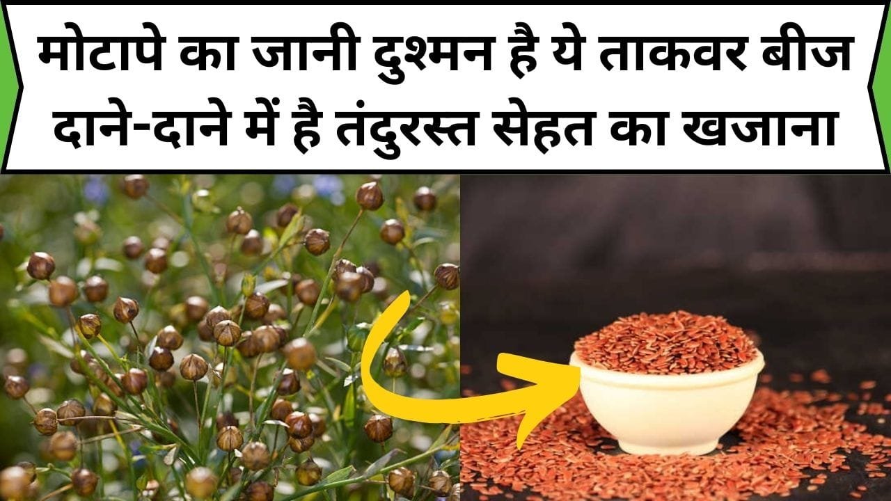 मोटापे का जानी दुश्मन है ये ताकवर बीज, दाने-दाने में है तंदुरस्त सेहत का खजाना, जानिए नाम और काम