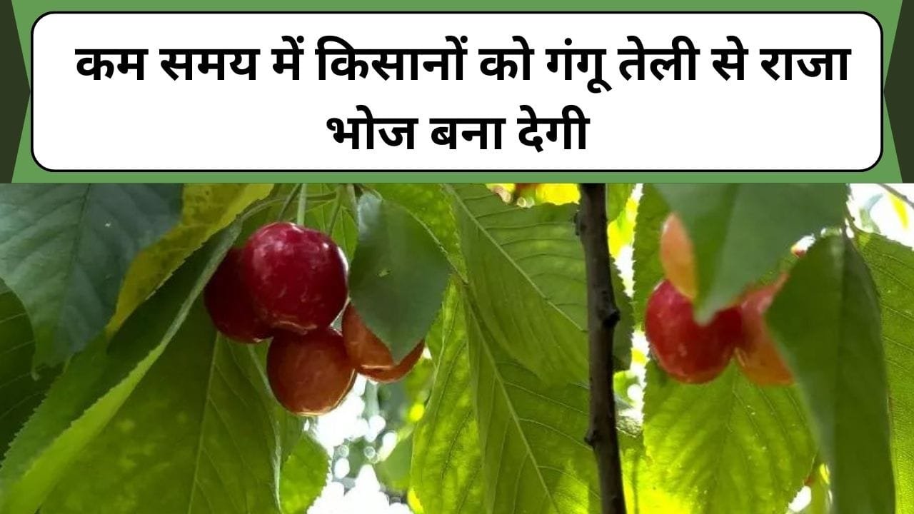 गोल काले और हरे अंगूर नहीं लाल चेरी की खेती, कम समय में किसानों को गंगू तेली से राजा भोज बना देगी, जानिए कैसे करें खेती
