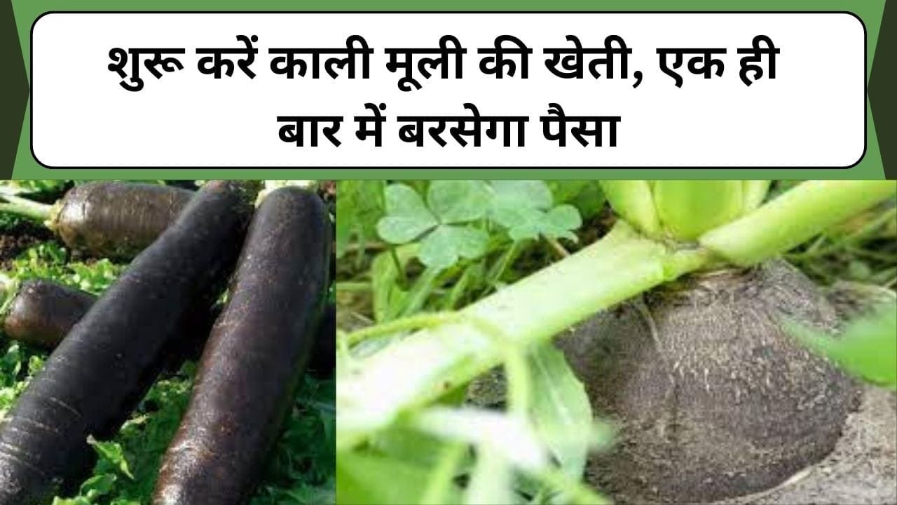 मत पड़ो नौकरी के चक्कर में, शुरू करें काली मूली की खेती, एक ही बार में बरसेगा पैसा, जानिए कैसे करें खेती