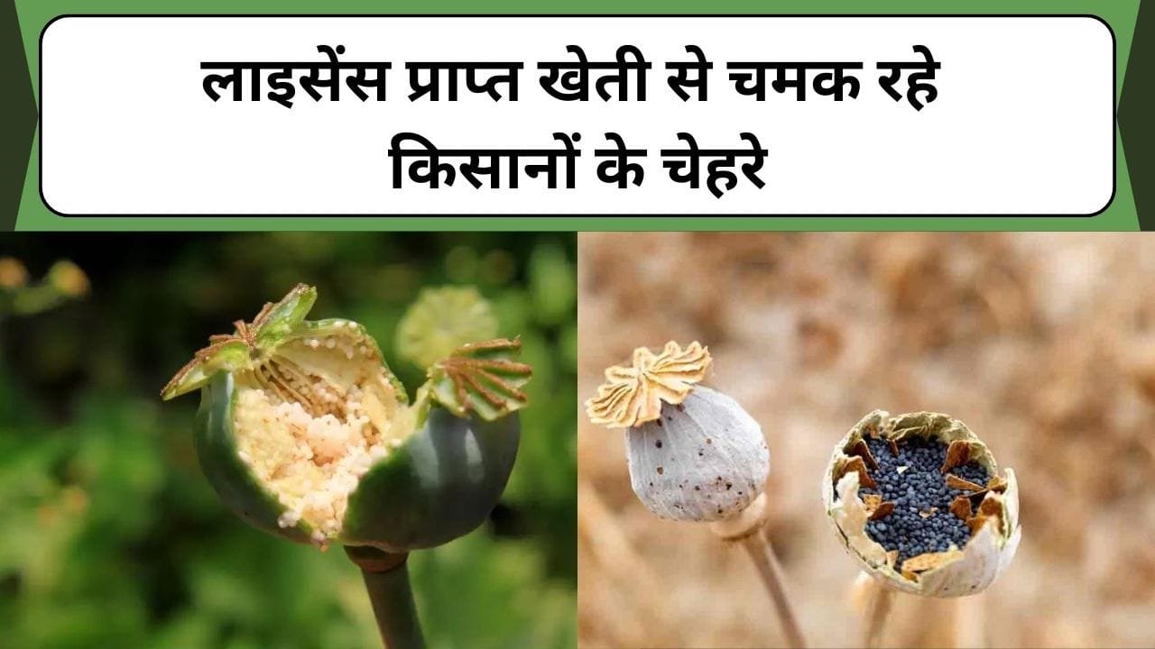 लाइसेंस प्राप्त खेती से चमक रहे किसानों के चेहरे, घर में कभी नहीं होगी पैसों की कमी, जानिए कैसे करें खेती