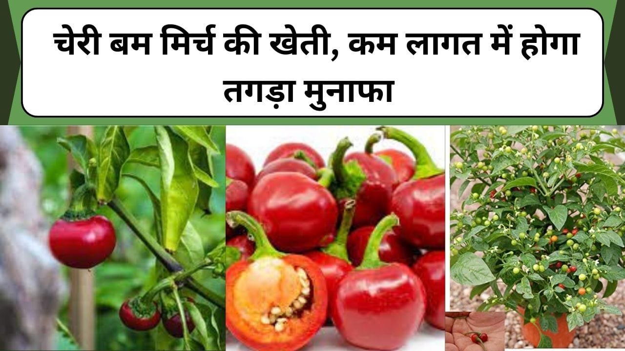Chilli farming: चेरी बम मिर्च की खेती, कम लागत में होगा तगड़ा मुनाफा, जानिए कैसे करे खेती