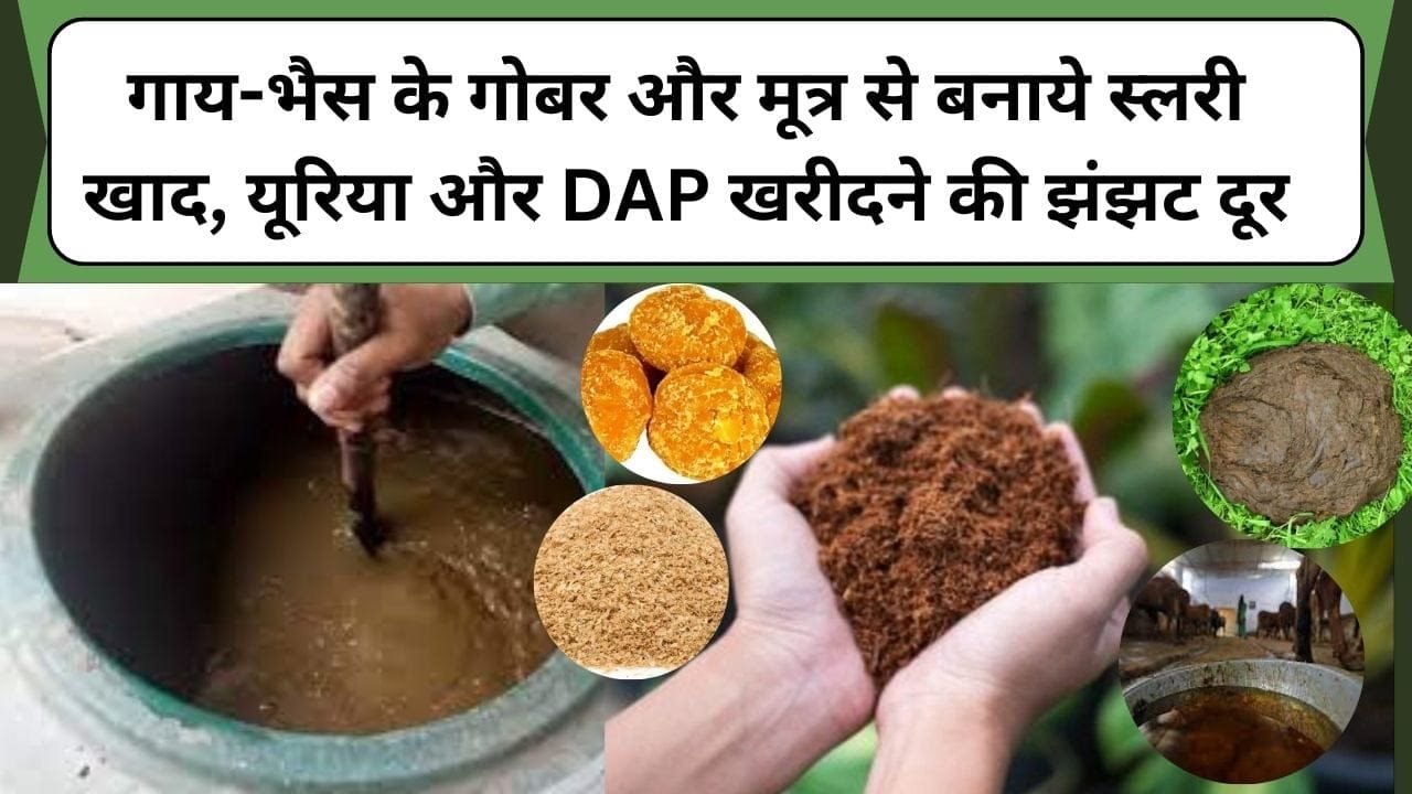 गाय-भैस के गोबर और मूत्र से बनाये स्लरी खाद, यूरिया और DAP खरीदने की झंझट दूर, जानिए स्लरी खाद बनाने की विधि