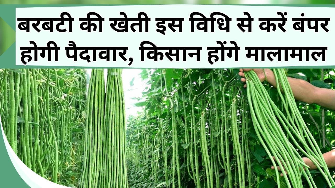 बरबटी की खेती इस विधि से करें बंपर होगी पैदावार, किसान होंगे मालामाल, जाने उन्नत किस्म और खेती का तरीका