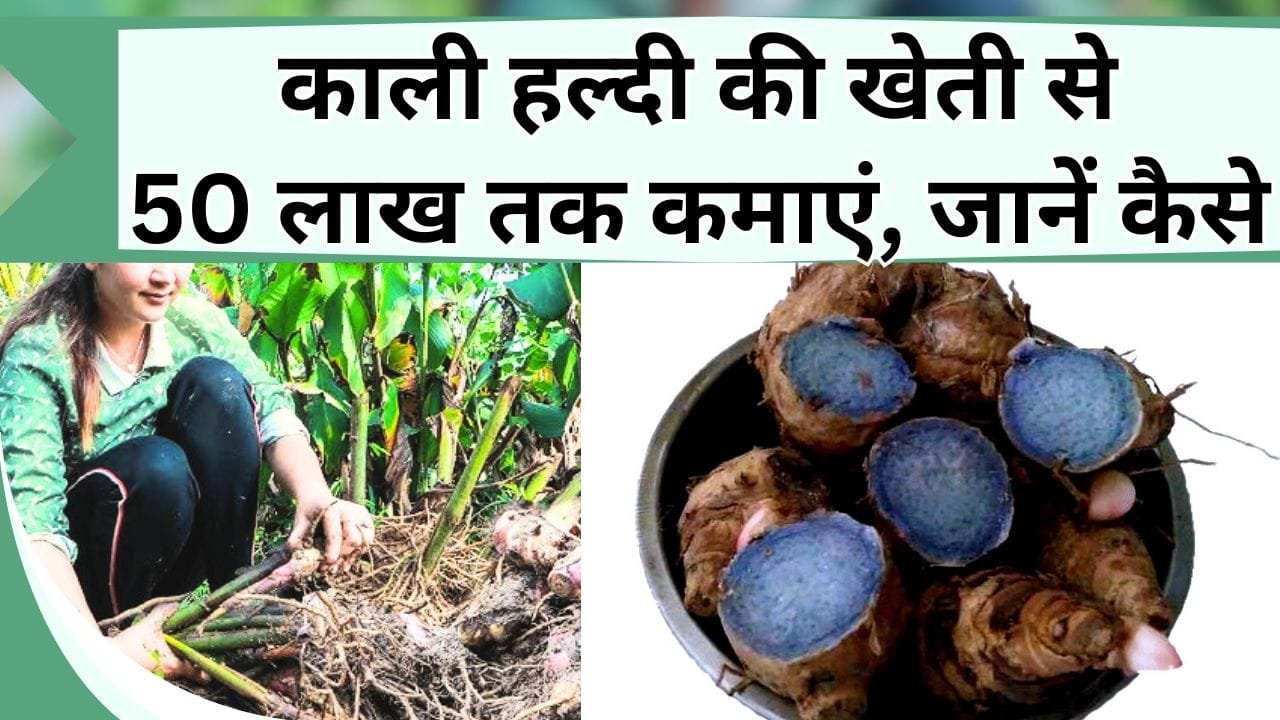 Black Turmeric: काली हल्दी की खेती से 50 लाख तक कमाएं, जानें काली हल्दी की खेती और तैयारी की जानकारी