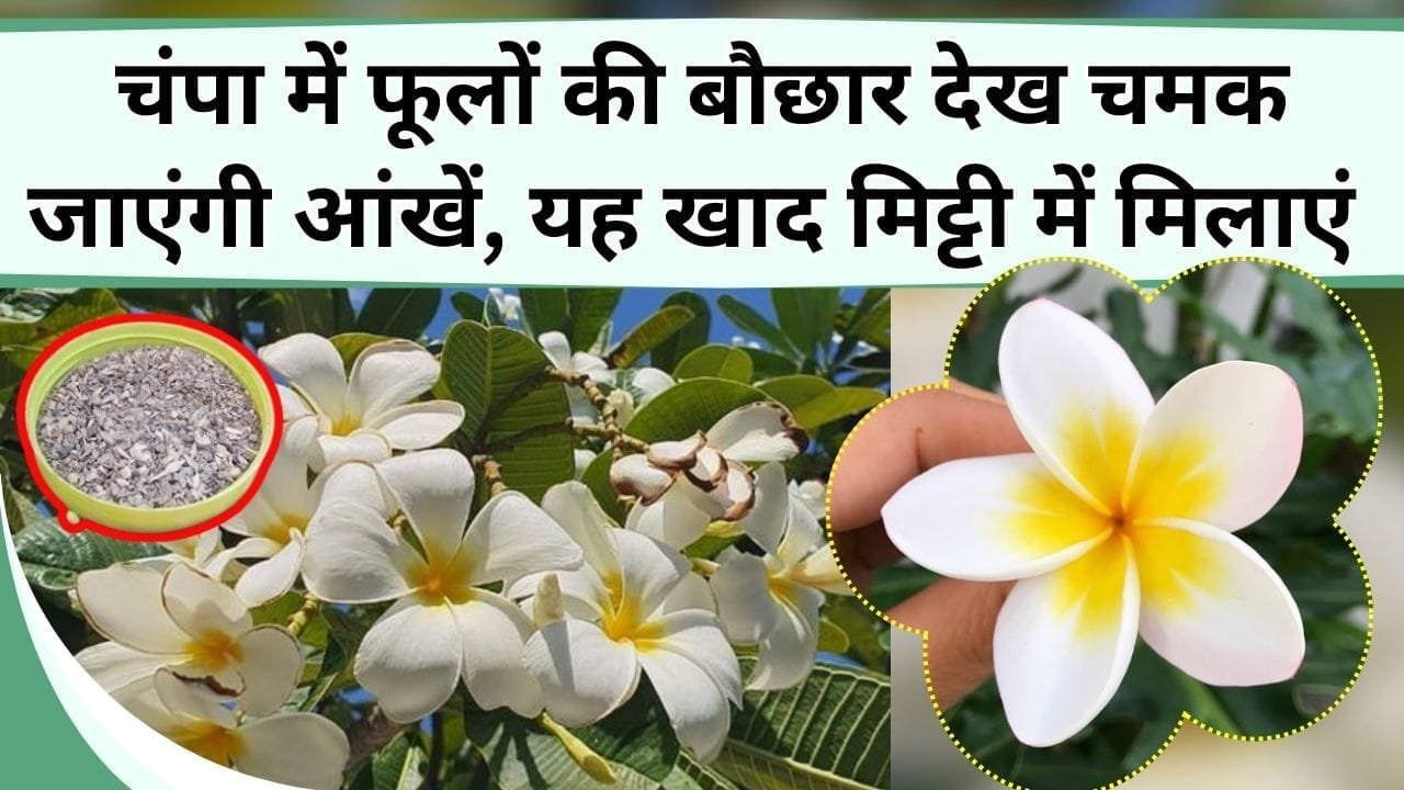 चंपा फूल का पौधा हजारो फूलों भर जाएगा, यह शक्तिशाली खाद मिट्टी में मिलाएं, फूलों की बौछार देख चमक जाएंगी आंखें