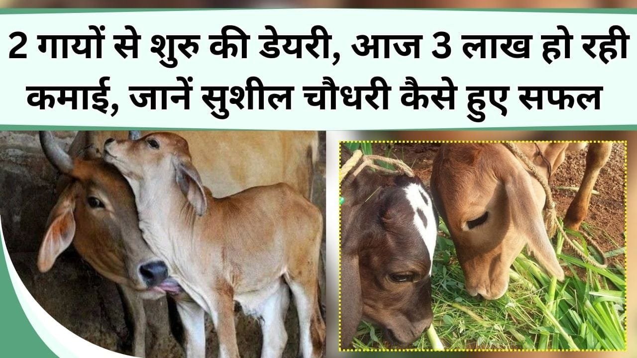 2 गायों से शुरु की डेयरी, आज 3 लाख हो रही कमाई, जानें सुशील चौधरी की सफलता की कहानी