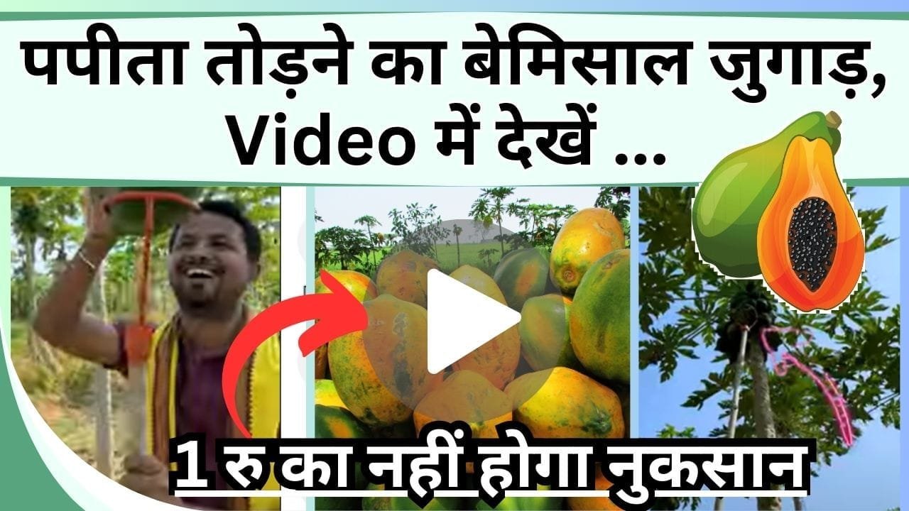 पपीता तोड़ने का बेमिसाल जुगाड़, Video में देखें कबाड़ से कैसे होगा कमाल, 1 रु का नहीं होगा नुकसान