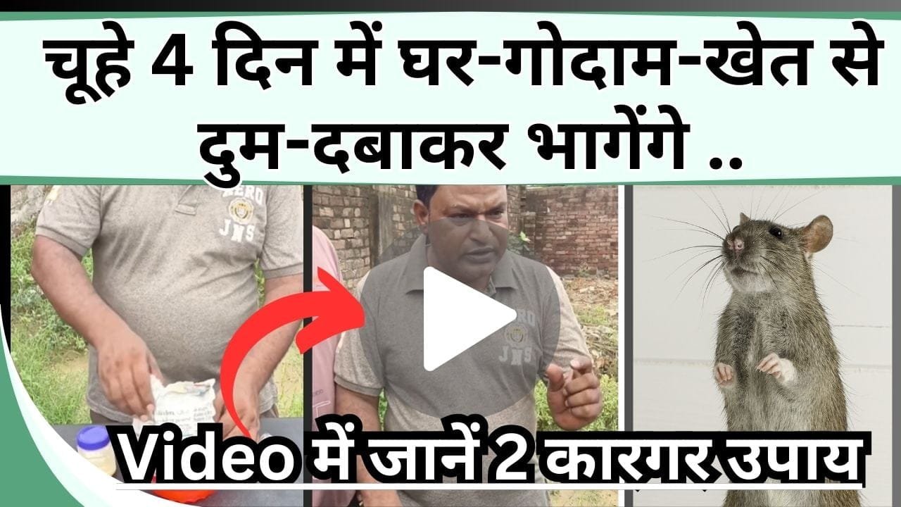 चूहे 4 दिन में घर-गोदाम-खेत से दुम-दबाकर भागेंगे, Video में जानें सस्ते में बिना मारे चूहे भगाने के 2 कारगर उपाय
