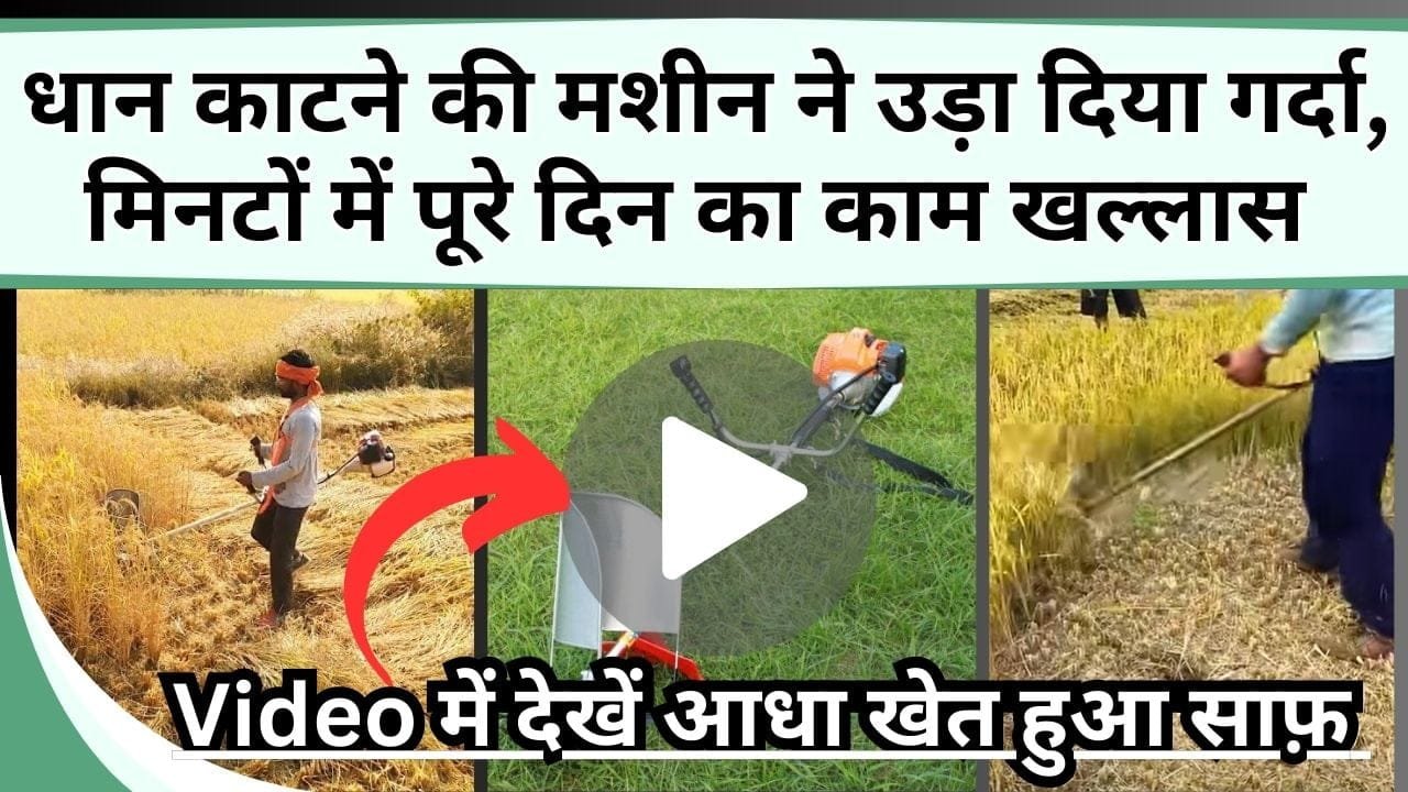 धान काटने की मशीन ने उड़ा दिया गर्दा, मिनटों में पूरे दिन का काम खल्लास, Video में देखें आधा खेत हुआ साफ़