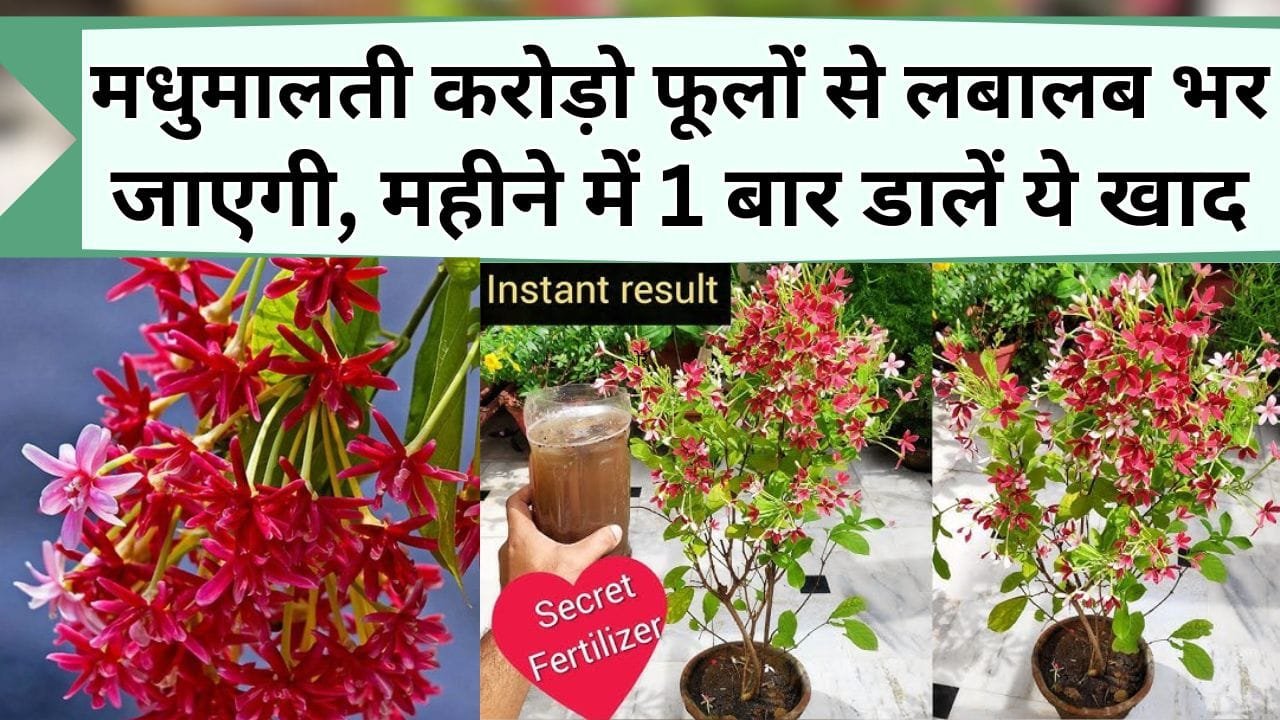 मधुमालती करोड़ो फूलों से लबालब भर जाएगी, पौधे की जड़ में महीने में 1 बार डालें ये खाद, फिर सभी समस्या छूमंतर