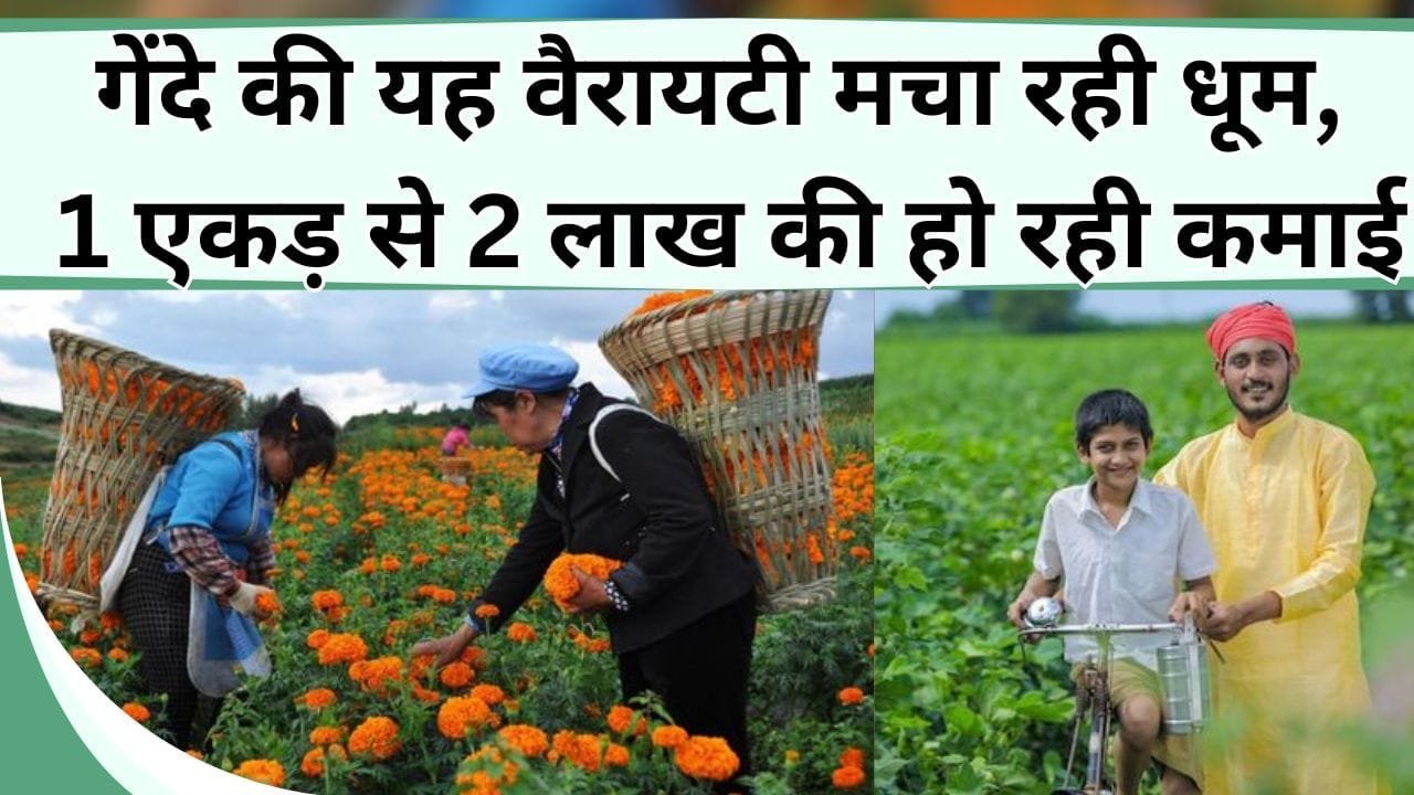 गेंदे की यह वैरायटी मचा रही धूम, 1 एकड़ से 2 लाख की हो रही कमाई, जानिए किसान की सफलता की कहानी
