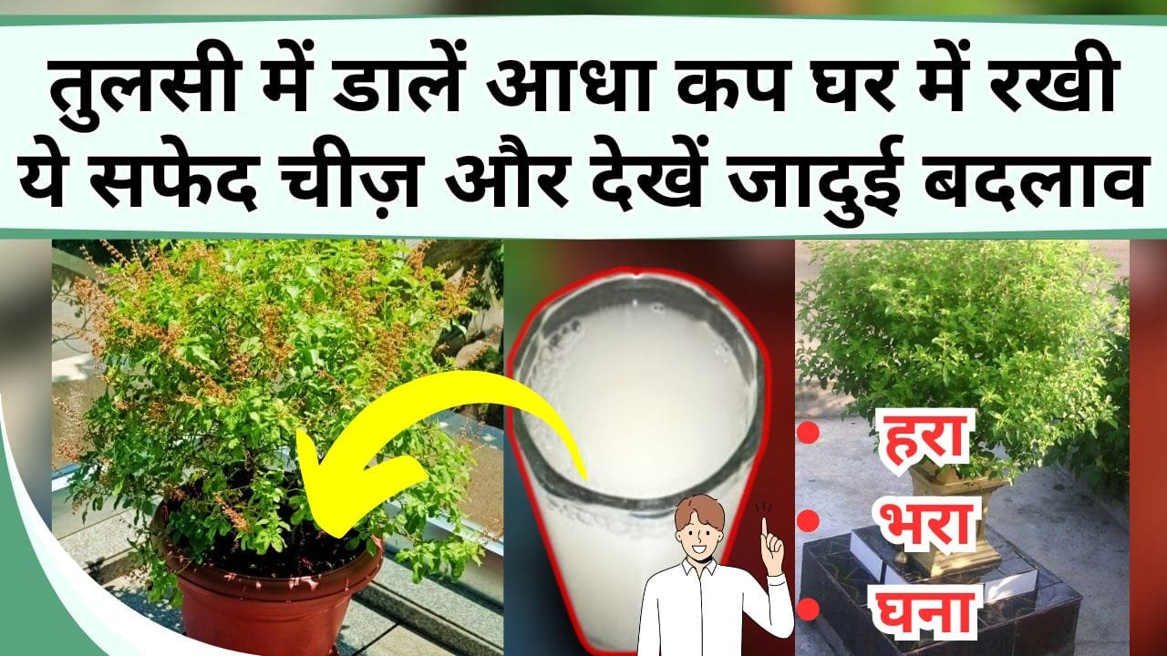 तुलसी में डालें आधा कप घर में रखी ये सफेद चीज़ और देखें जादुई बदलाव, पौधा होगा हरा-भरा-घना, जाने कटिंग से कैसे लगाएं तुलसी