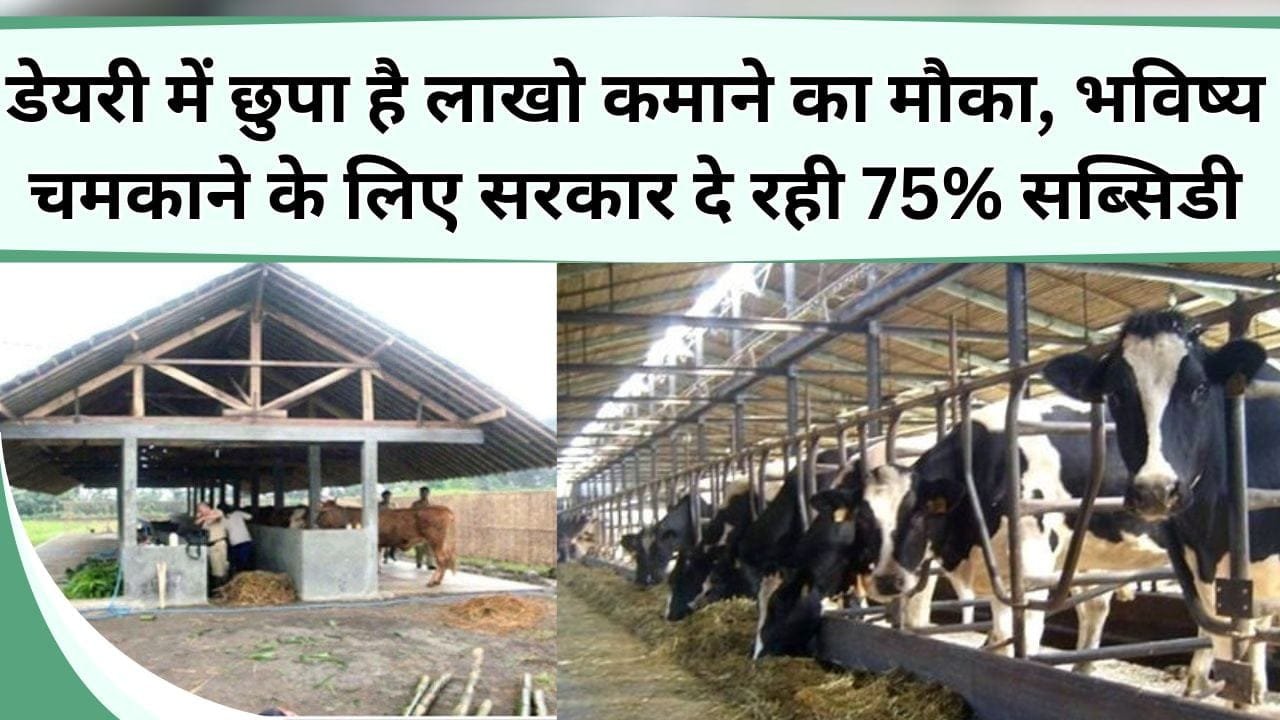 डेयरी में छुपा है लाखो कमाने का मौका, भविष्य चमकाने के लिए सरकार दे रही 75% सब्सिडी, थोड़े खर्चे में डेयरी खोले