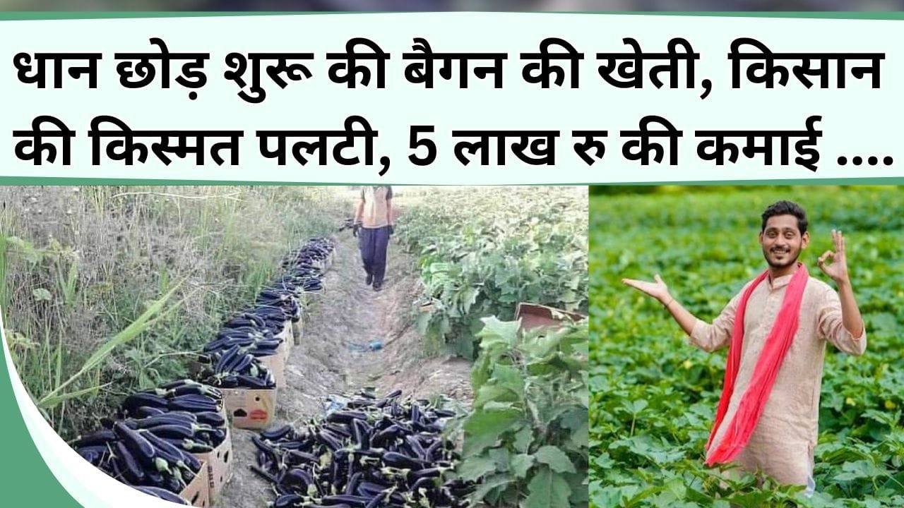 धान छोड़ शुरू की बैगन की खेती, किसान की किस्मत पलटी, 5 लाख रु की कमाई और पीएम योजना का मिला फायदा