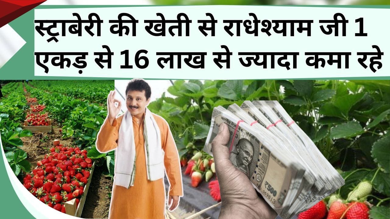 स्ट्राबेरी की खेती से राधेश्याम जी 1 एकड़ से 16 लाख रु से ज्यादा कमा रहे, जानिए कौन सी किस्म लगाते हैं और कैसे
