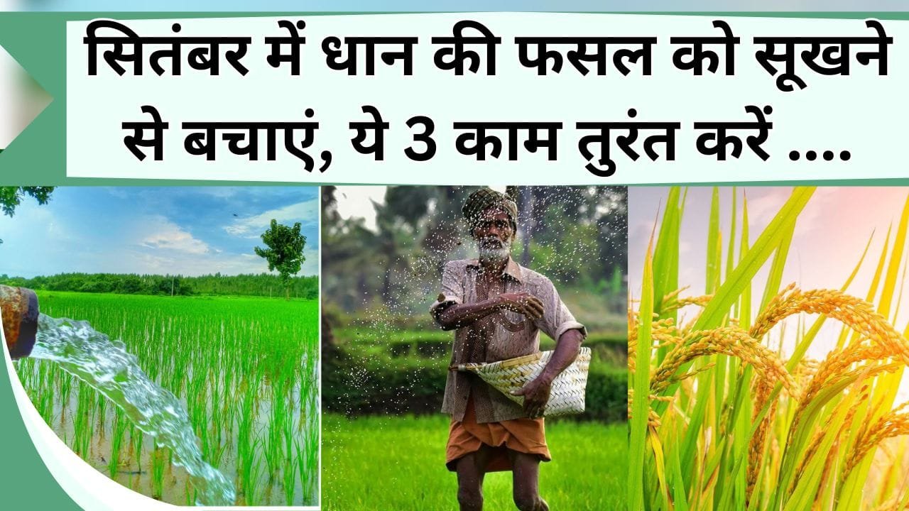 सितंबर में धान की फसल को सूखने से बचाएं, ये 3 काम तुरंत करें, नहीं तो घट जायेगी उपज