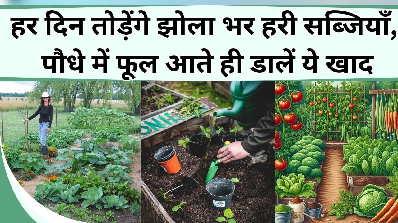 सब्जी के पौधे में फूल आते ही डालें ये खाद, और पाएं हर दिन झोला भर हरी-भरी सब्जियाँ, बचाएं सब्जी का पैसा