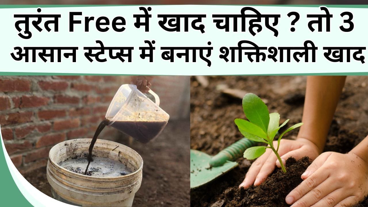 तुरंत Free में खाद चाहिए ? तो 3 आसान स्टेप्स में बनाएं हर पौधे के लिए शक्तिशाली खाद
