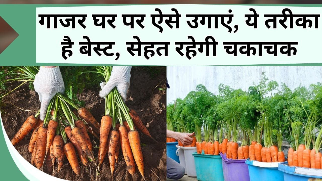 गाजर घर पर ऐसे उगाएं, ये तरीका है बेस्ट, सेहत रहेगी चकाचक