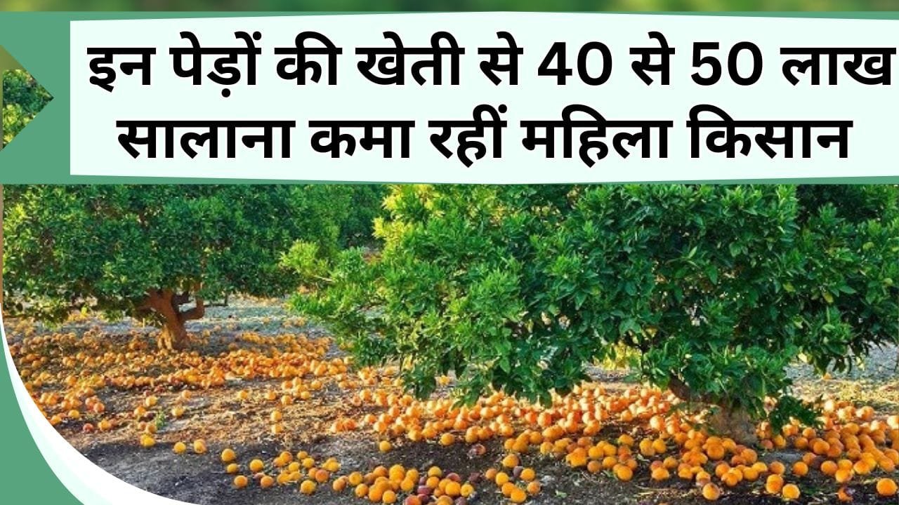 इन पेड़ों की खेती से 40 से 50 लाख सालाना कमा रही महिला किसान, इस खेती में 35 साल तक कमाई का है फार्मूला
