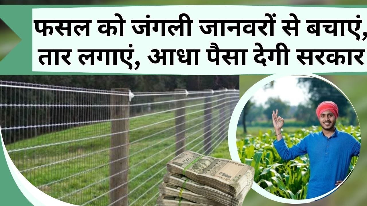फसल को जंगली जानवरों से बचाएं, तारबंदी योजना का लाभ उठायें, आधा पैसा देगी सरकार