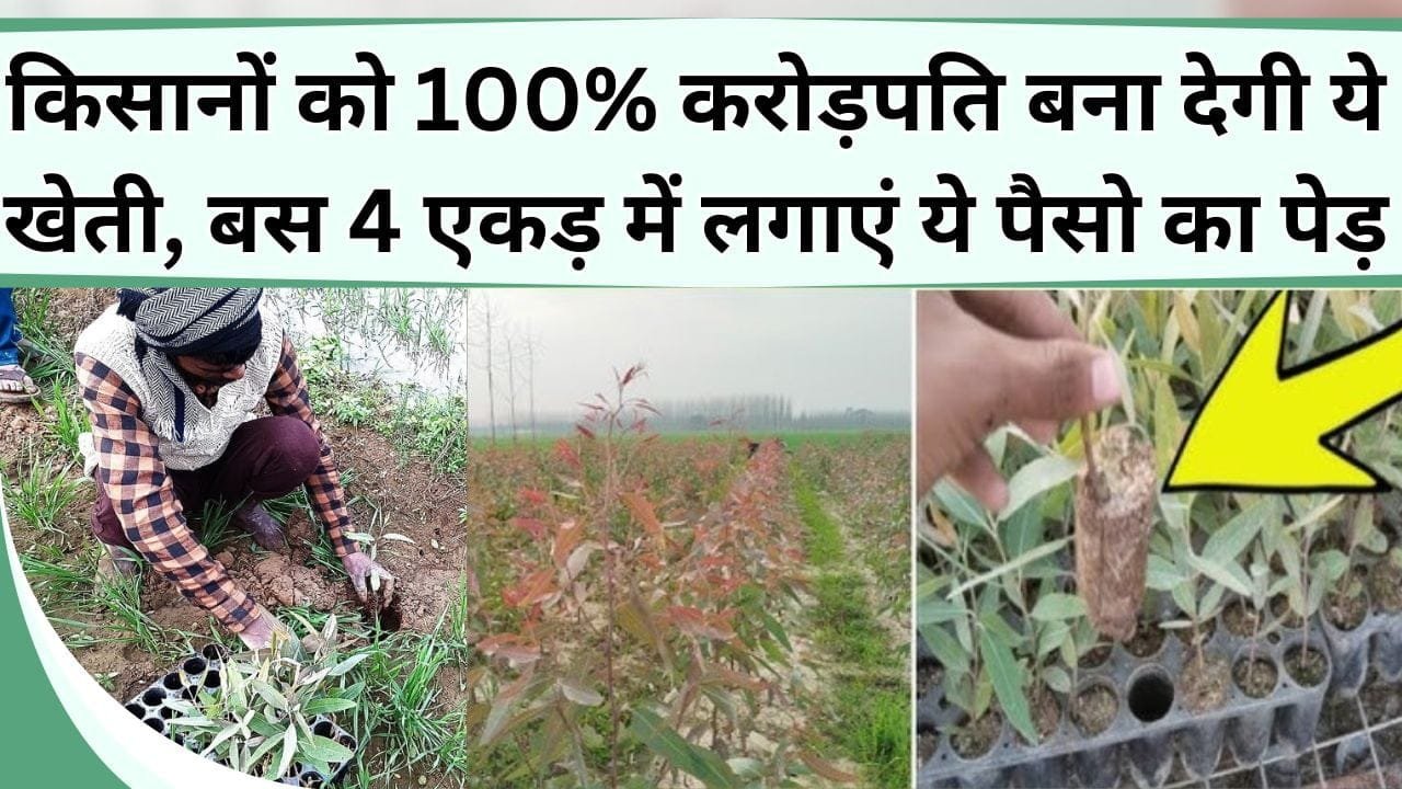 किसानों को 100% करोड़पति बना देगी ये खेती, बस 4 एकड़ में लगाएं ये पैसो का पेड़, बिना देखभाल बनेंगे अमीर किसान